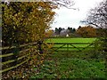Autumn leaves beside a field gate in DN9 1EA