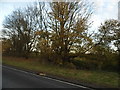 Trees by Dunmow Road, Aythorpe Roding in Aythorpe Roding