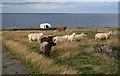 Sheep on Quarry Head in AB43 6HQ