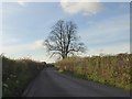 Tree marking a road junction, Kingweston in Kingweston