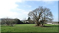 Ancient tree above Dilhorne Church in ST10 2QB