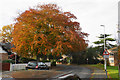Autumnal tree in Well Green in WA15 7AF