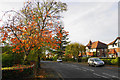 Autumn leaves on Grove Lane in WA15 8DT
