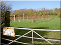 Sutton Ridge vineyard in BS40 7UT