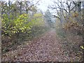 Track in Bourne Wood in Bourne West Ward