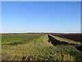 Across West Fen in November in CB6 2BZ