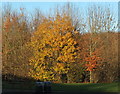 Autumnal tree, Winchester Services in SO21 1PP