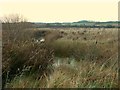 Marshy ground near Normanton Brook in DE55 5JQ