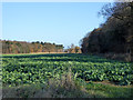 Field of beet by Woodley Wood in IP9 2PT