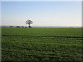 Isolated tree near Eastwood Farm in Dover Beck Ward