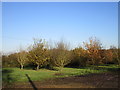 Orchard near Hagg Farm in Gonalston