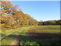 Farm track near Hagg Cottage in Gonalston