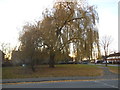 Willow tree on Ascots Lane, Welwyn Garden City in AL9 5NX