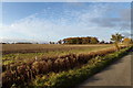 Farmland off Sibton Road in IP19 9AE