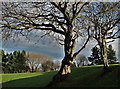 Gnarled trees on Hallowes golf course in S18 1XX