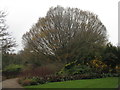 Fastigiate Hornbeam at Hillier Gardens in SO51 0DG