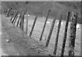 Ffens ar ogwydd / A leaning fence in Trefriw Community