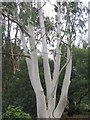 Eucalyptus at Hillier Gardens in SO51 0DG