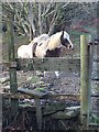 Horses with stile in Blaenhonddan Community