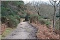 Path along the edge of Holmsley Inclosure in BH24 4HY