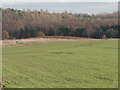 Tumulus covered in bracken at Bircham in PE31 6GX