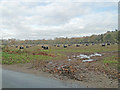 Regimented rows of baled silage at Houghton in PE31 6UD