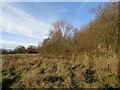 Coarse vegetation between Bow Brook and nature reserve in B96 6JA