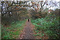 Footpath through woodland strip on east side of A611 in NG5 9LN