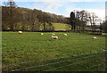 Sheep in a field, Ewyas Harold, Herefordshire  in HR2 0EH