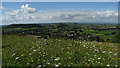 Wild flower meadow on Collard Hill above Compton Dundon in TA11 6PX