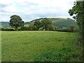 Lonely cow in a field above Pen-y-Brongyll in LL20 7AH