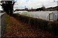 Polytunnels in Pandy, Monmouthshire in NP7 8RT