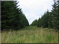Firebreak in Achlachan plantation in KW1 5XU