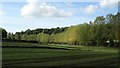 Line of trees beside path, W of Longden, Shropshire in SY5 8BT