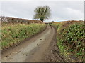 Hedge enclosed lane to Ty-croes in LL65 4ST
