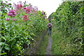 Narrow South West Coast Path in PL9 0AB