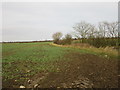 Field edge near Nunkeeling in YO25 8EJ