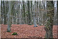 Fallen leaves, Upperbarn Copse in SO50 7HG