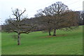 Trees in field near Hill Copse in SO50 7HG