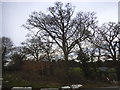 Trees by Seven Hills Road, Iver Heath in SL0 0QG