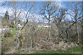 Woodland beside the Red Burn in IV4 7EY