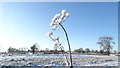 Snow on plant stalks SE of Arclid Green Farm, Arclid in CW11 4SX