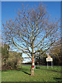 Yarn Bombed Tree beside Risborough Road in HP22 5UP