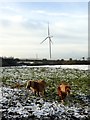 Shetland ponies in a snowy field in S66 9NQ