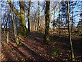 The north-western edge of Barr Wood in G82 3DF
