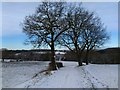 Trees on Morning Springs forest footpath in NG16 3QY