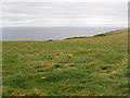 Rough grass on Pennan Head in AB43 6JB
