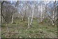 Birch wood, Keith's Muir in AB31 5AX