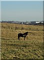 Horse in The Landscape in DE55 5JQ
