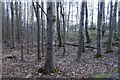 Woodland below Scolty in AB31 6NJ